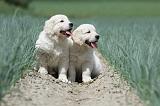 GOLDEN RETRIEVER 672